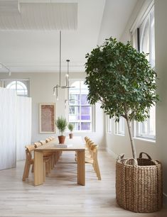 a dining room table with chairs and a potted tree in the middle of it