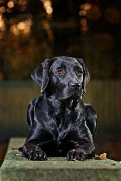 a black dog sitting on top of a wooden bench