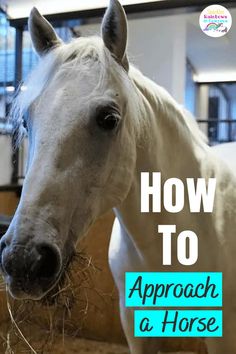 a white horse eating hay with the words how to approach a horse