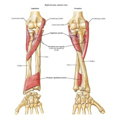 the muscles are labeled in this diagram