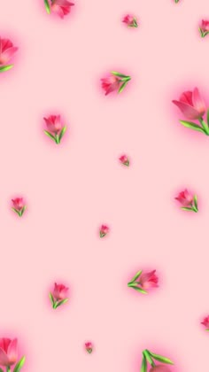 pink flowers and green leaves on a pink background