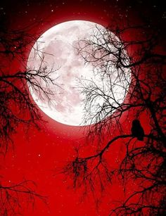 a bird sitting on a tree branch in front of a full moon and red sky