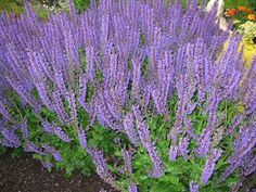 purple flowers are growing in the garden