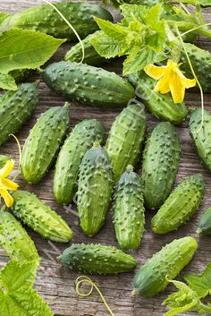 cucumbers and flowers on a wooden surface with green leaves in the foreground