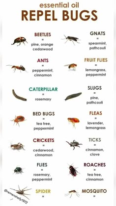 the different types of bugs and how they can help them to get ridding from