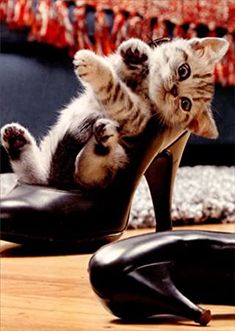 front of card is a photograph of kitten inside a high heel shoe Cat Friendship, Cute Little Kittens, Cute Cats Photos, Cute Animal Photos, Funny Cute Cats