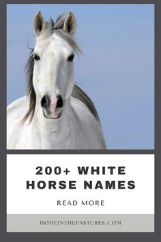 a white horse with the words, 200 + white horse names read more