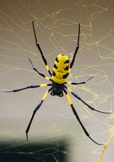 a yellow and black spider sitting on its web