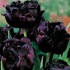 several black flowers with green stems in the background