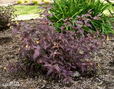 some purple plants are growing in the dirt