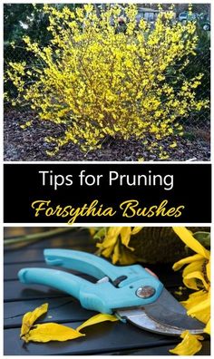 yellow flowers and gardening tools with the title tips for pruning forsythia bushes