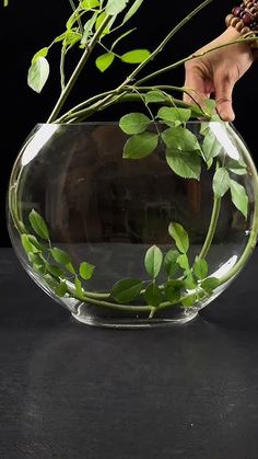 a person is holding a plant in a glass vase with water and greenery inside