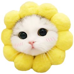 a small white cat with a yellow flower on it's head and black eyes