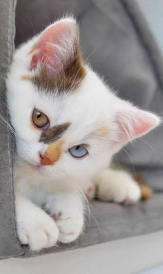 a white kitten with blue eyes is peeking out from behind a couch cushion and looking at the camera