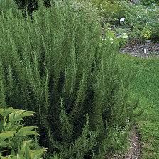 some very pretty green plants in the grass