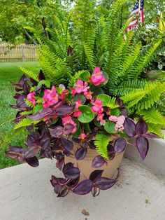 a potted plant with pink and purple flowers