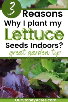 lettuce with the words 3 reasons why i plant my lettuce seeds indoors