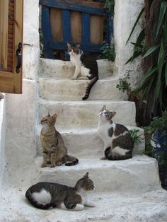 three cats are sitting on the steps outside