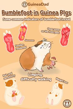 a poster showing the different types of animals that can be found in guinea's feet