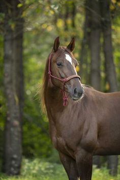 a brown horse standing on top of a lush green field next to trees and grass