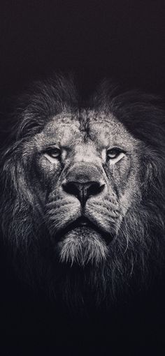 a black and white photo of a lion's face