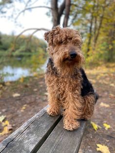 a small brown dog sitting on top of a wooden bench