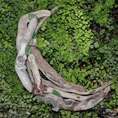 a piece of driftwood that is laying on the ground in front of some plants