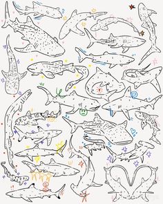 a drawing of many different types of sharks