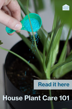 House Plant Care 101 House Plant Care, Easy Plants, House Plant, Plant Needs, Clean Air