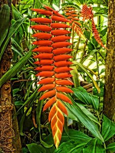 an orange flower in the middle of some green plants and trees with lots of leaves