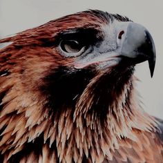 a close up photo of a brown and black eagle's head, with the sky in the background