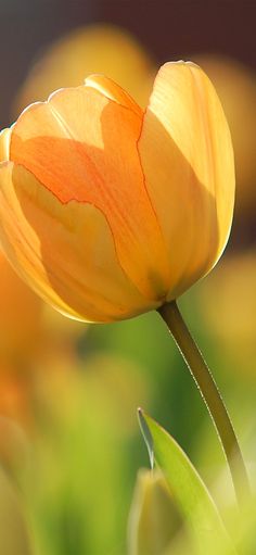 an orange tulip is in the foreground with other yellow flowers behind it