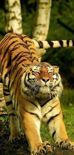 a large tiger walking across a lush green forest filled with trees and grass on top of a dirt ground