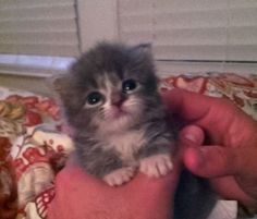 a small kitten is sitting on someone's lap and looking up at the camera