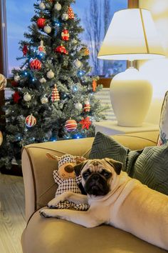 a pug dog laying on top of a couch next to a christmas tree and stuffed animal