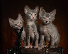 three kittens sitting next to each other in front of a dark background, with one staring at the camera