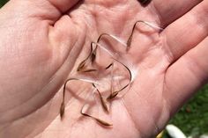 a person holding out their hand with small pieces of grass in it