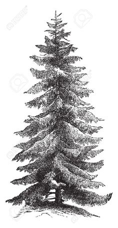 a drawing of a pine tree