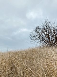 there is a tree in the middle of tall grass