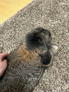 a dog laying on top of a carpet next to a person's hand holding it