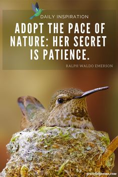 a hummingbird sitting on top of a nest with a quote above it that reads, adopt the pace of nature he secret is patient