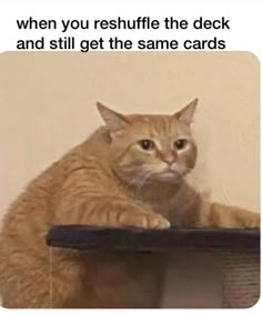 an orange cat sitting on top of a shelf with caption that reads, when you reshiffle the deck and still get the same cards