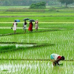 people standing in a rice field with umbrellas over their heads and one person kneeling down