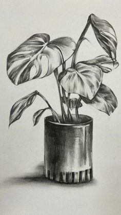 a pencil drawing of a potted plant