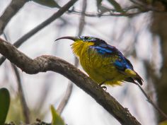 a colorful bird perched on top of a tree branch