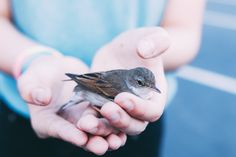 a person holding a small bird in their hands