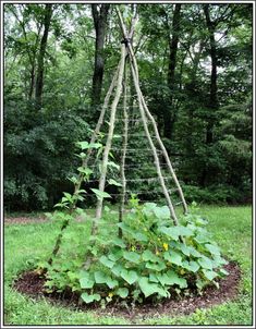 a small garden in the middle of a field with plants growing out of it's sides