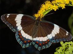 a brown and white butterfly sitting on top of a yellow flower