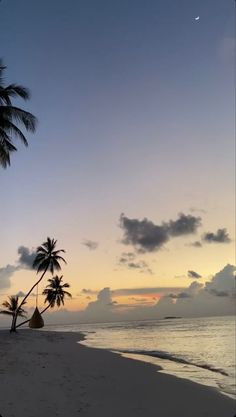 palm trees line the beach as the sun sets