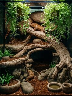 an aquarium filled with plants and rocks